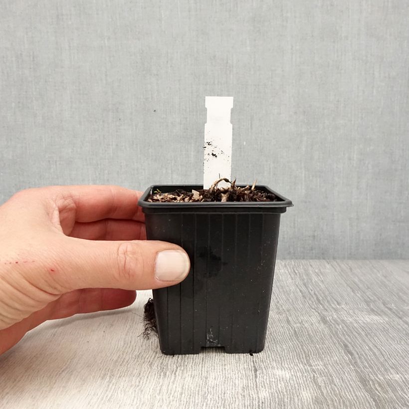 Example of Astilbe arendsii Color Flash Lime, Beauty of Lisse Godet de 8/9 cm as you get in printemps