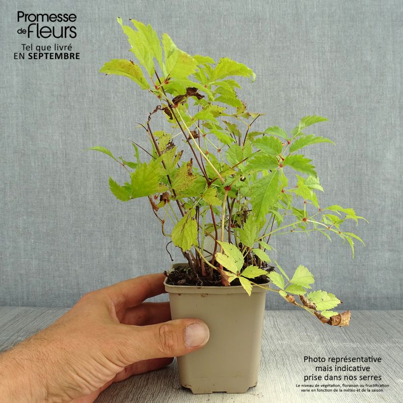 Spécimen de Astilbe arendsii Brautschleier Godet de 8/9 cm tel que livré en été