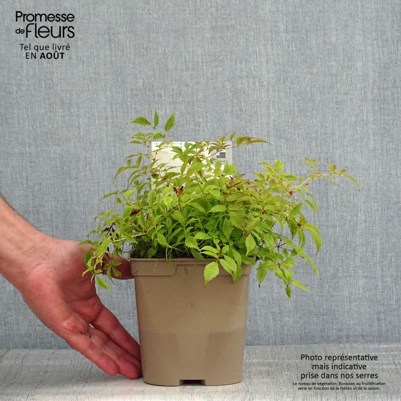 Spécimen de Astilbe arendsii Brautschleier Pot de 2L/3L tel que livré en été