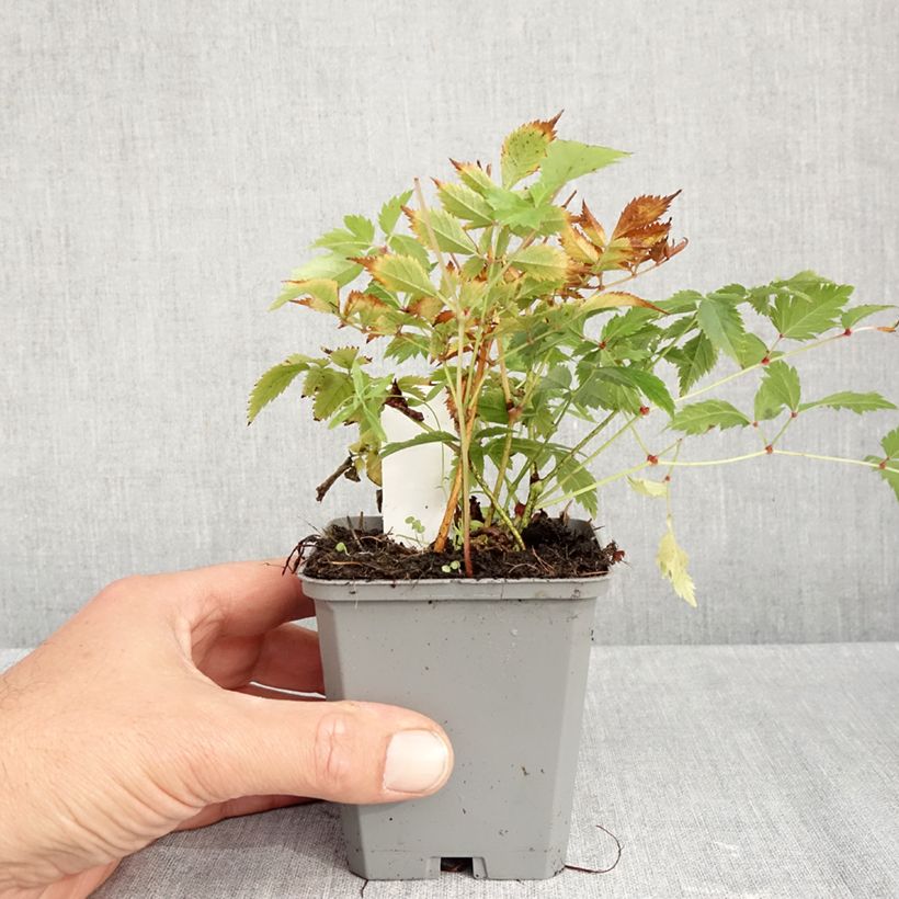 Spécimen de Astilbe arendsii Brautschleier Godet de 8/9 cm tel que livré en automne