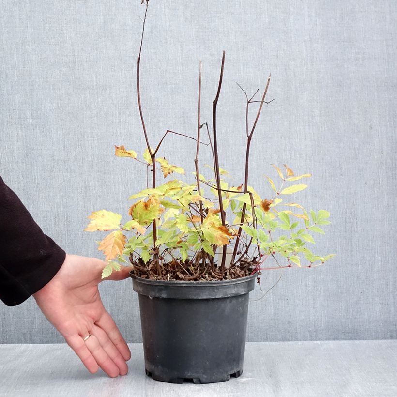 Spécimen de Astilbe arendsii Brautschleier Pot de 2L/3L tel que livré en automne
