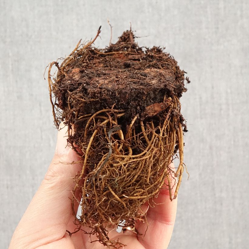 Spécimen de Astilbe arendsii Brautschleier Racines nues, Qualité Extra équivalant à un pot de 2L tel que livré en hiver