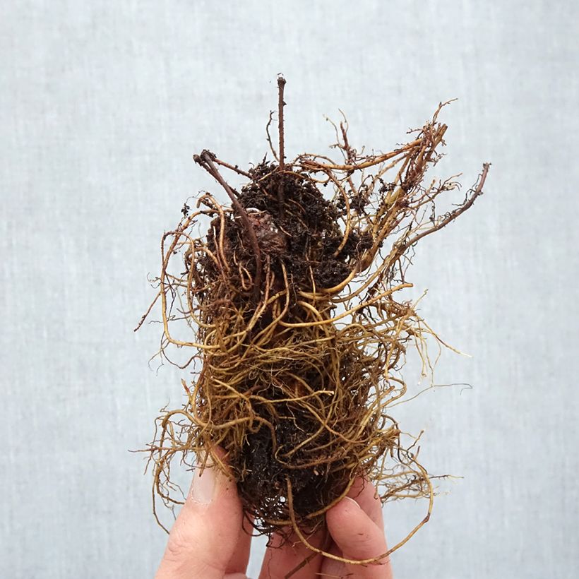 Spécimen de Astilbe arendsii Cappuccino Racines nues, Qualité Extra équivalant à un pot de 2L tel que livré en hiver