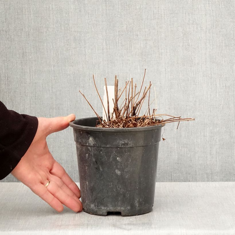 Example of Astilbe arendsii Colour Flash - Astilbe d'Arends panachée Pot de 2L/3L as you get in printemps