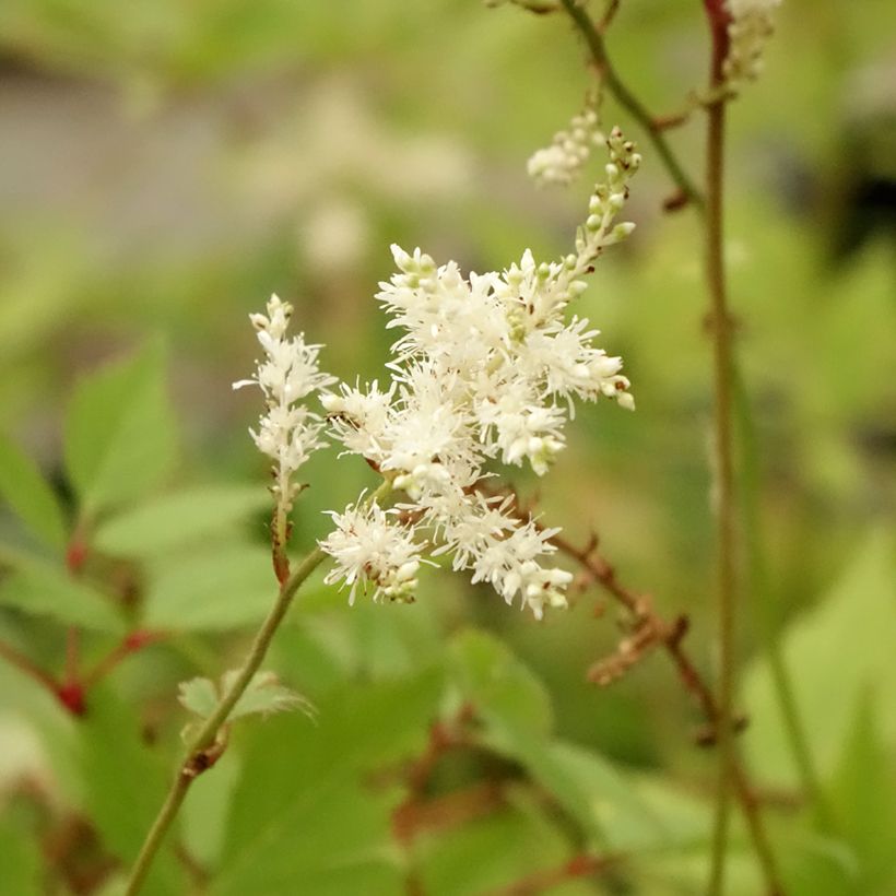 Astilbe arendsii Diamant (Floraison)