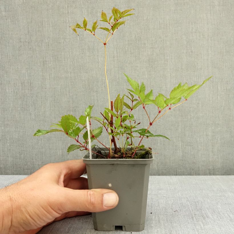 Spécimen de Astilbe arendsii Ellie Godet de 8/9 cm tel que livré en été