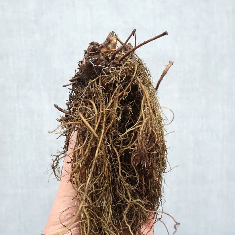 Example of Astilbe arendsii Ellie Racines nues, Qualité Extra équivalant à un pot de 2L as you get in hiver