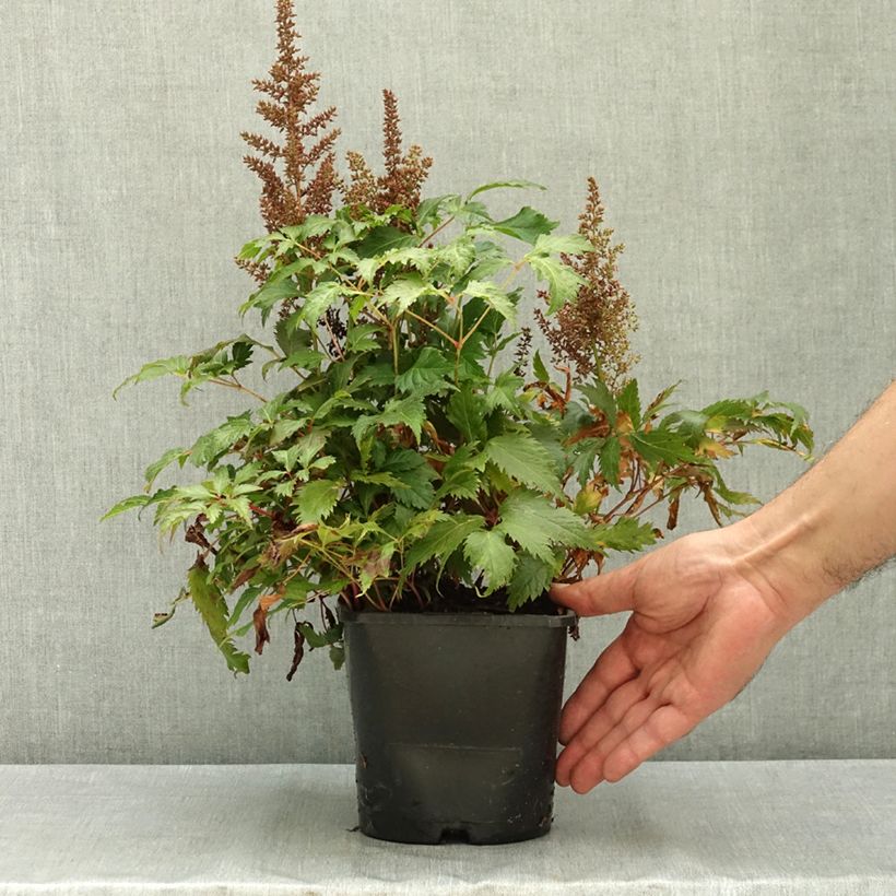 Spécimen de Astilbe arendsii Fanal Pot de 2L/3L tel que livré en été