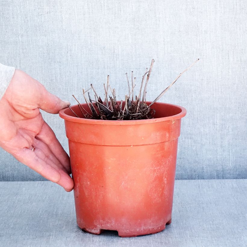 Example of Astilbe arendsii Rock and Roll Pot de 2L/3L as you get in printemps