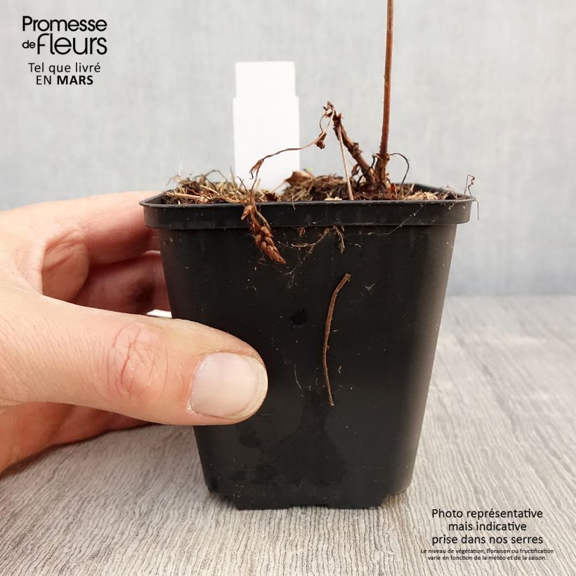 Spécimen de Astilbe chinensis Veronica Klose Godet de 8/9 cm tel que livré au printemps