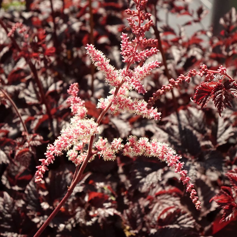 Astilbe Chocolate Shogun (Floraison)