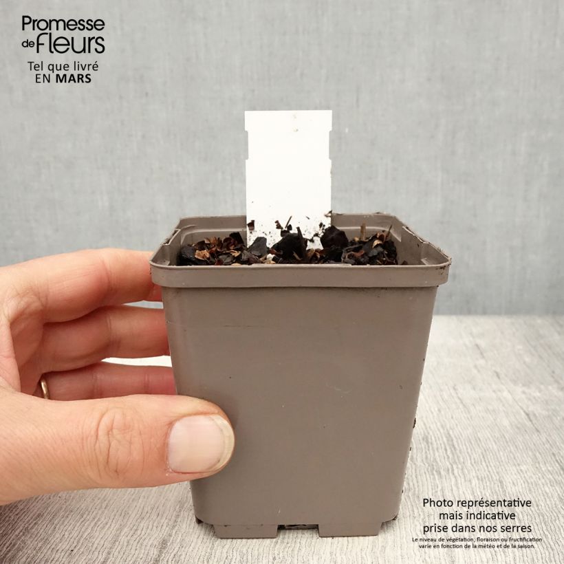 Spécimen de Astilbe Darkside Of The Moon Godet de 8/9 cm tel que livré au printemps