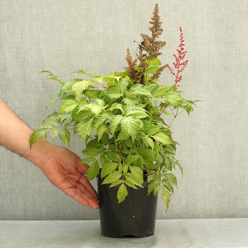 Spécimen de Astilbe japonica Montgomery Pot de 2L/3L tel que livré en été