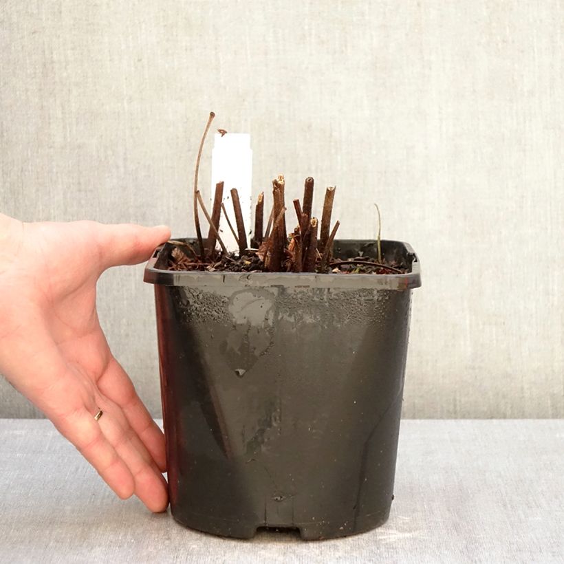 Example of Astilbe japonica Montgomery Pot de 2L/3L as you get in hiver