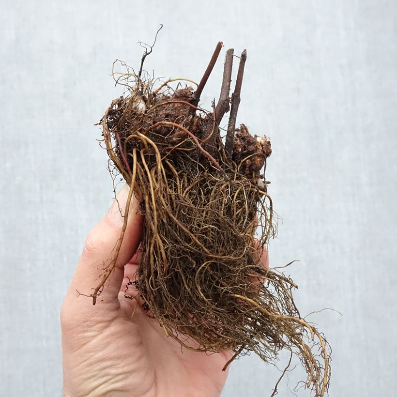 Spécimen de Astilbe japonica Peach Blossom Racines nues tel que livré en hiver