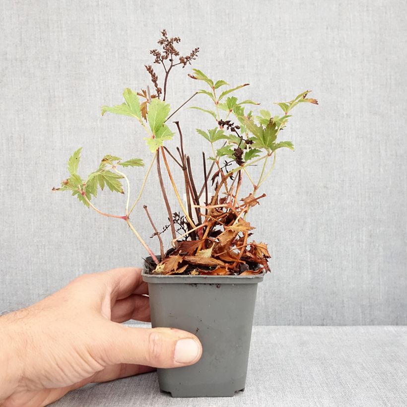 Spécimen de Astilbe japonica Vesuvius Godet de 8/9 cm tel que livré en automne