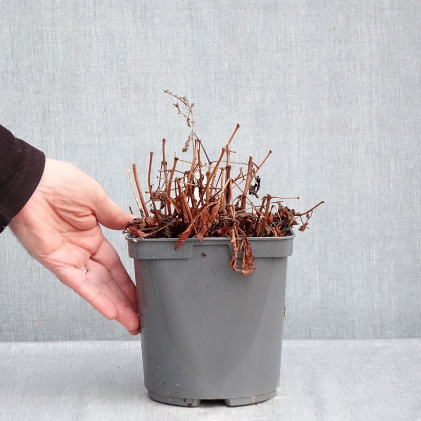 Spécimen de Astilbe simplicifolia Darwin s Snow Sprite Pot de 2L/3L tel que livré en hiver