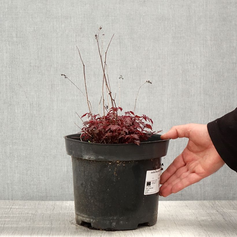 Example of Astilbe simplicifolia Key West Pot de 4L/5L as you get in printemps