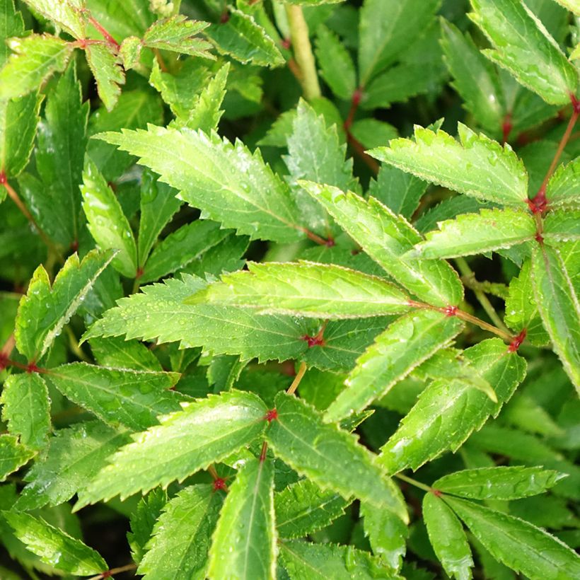 Astilbe Younique® Silvery Pink (Foliage)