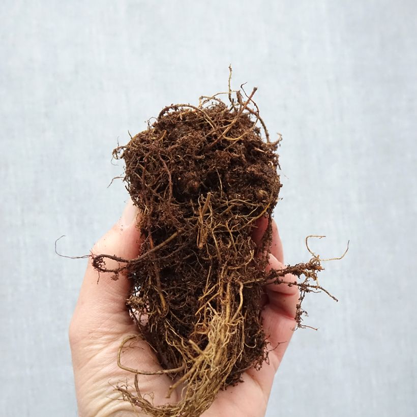 Example of Astilbe Younique® Silvery Pink Racines nues, Qualité Extra équivalant à un pot de 2L as you get in hiver