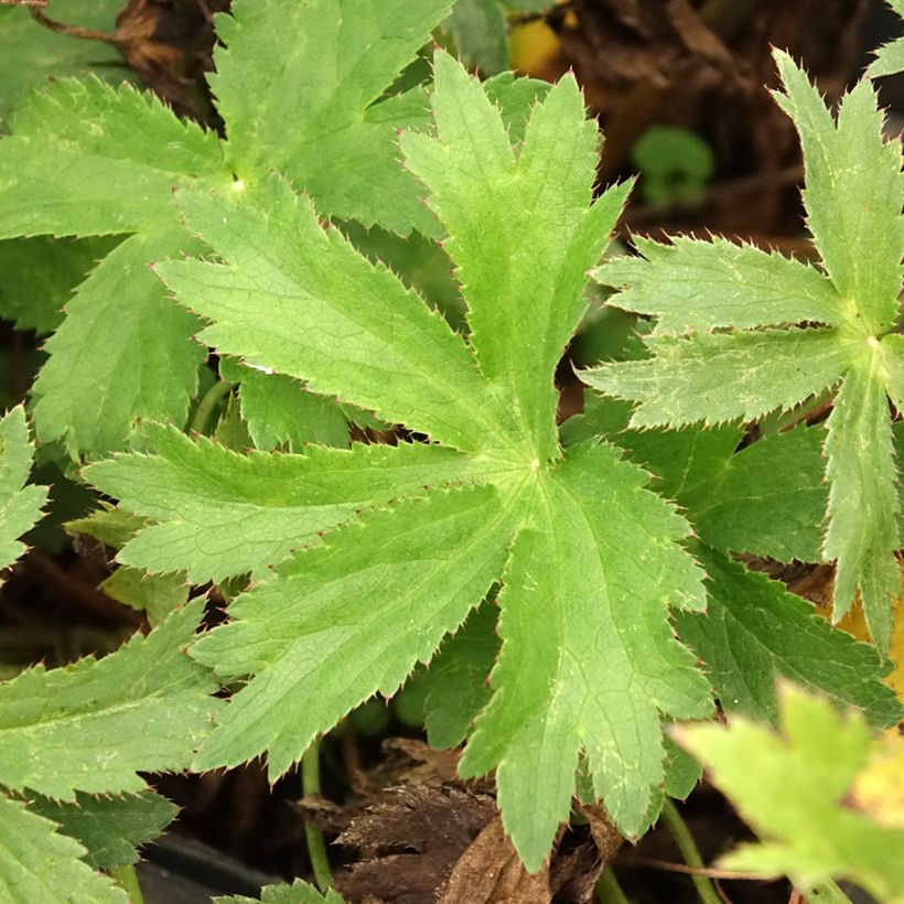 Astrance - Astrantia Star of Love (Foliage)