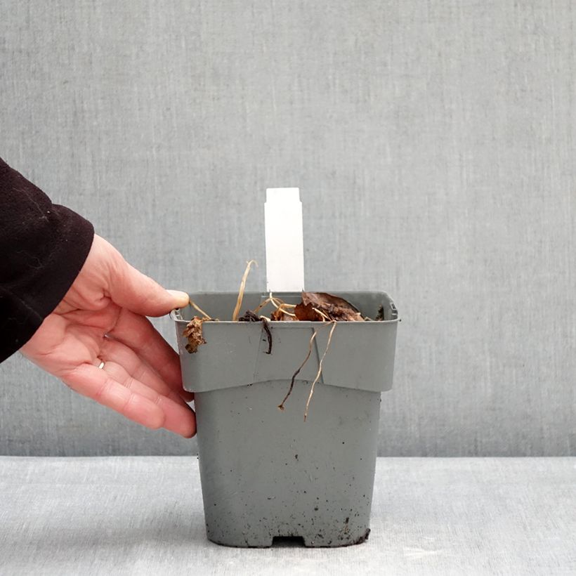 Example of Astrance - Astrantia Star of Love Pot de 2L/3L as you get in hiver