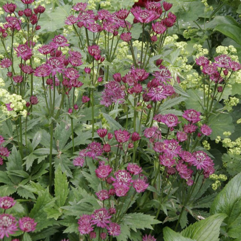 Astrance - Astrantia major Ruby Wedding (Plant habit)