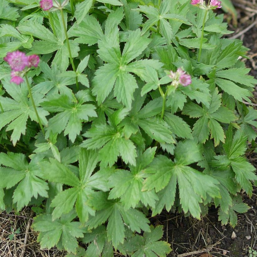 Astrance - Astrantia major Ruby Cloud (Foliage)