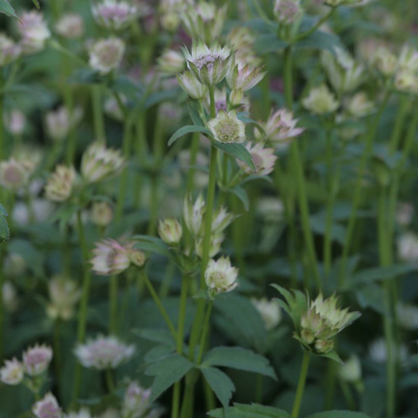 Astrance - Astrantia major Shaggy (Plant habit)