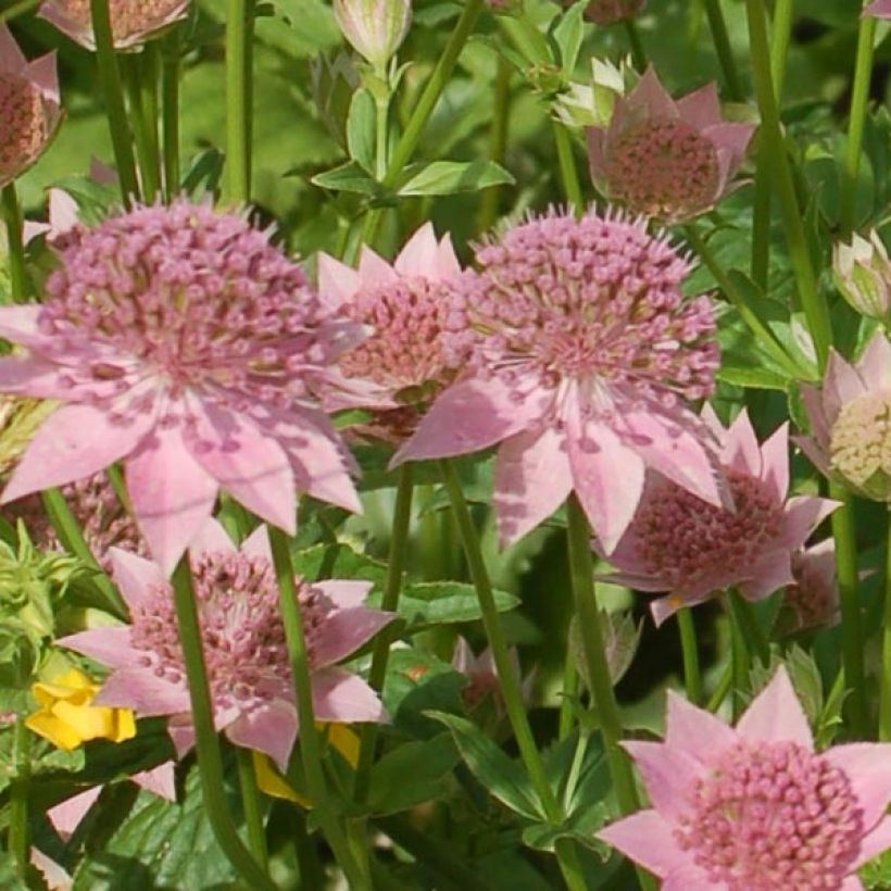 Astrance - Astrantia maxima (Flowering)