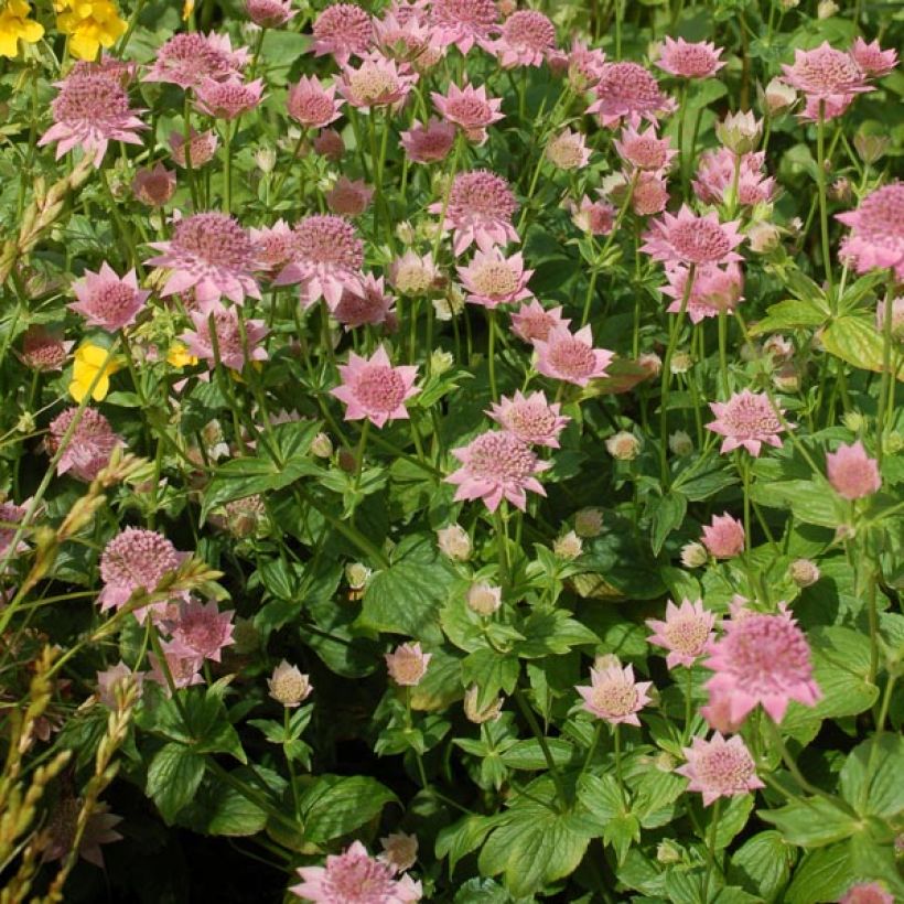Astrance - Astrantia maxima (Plant habit)