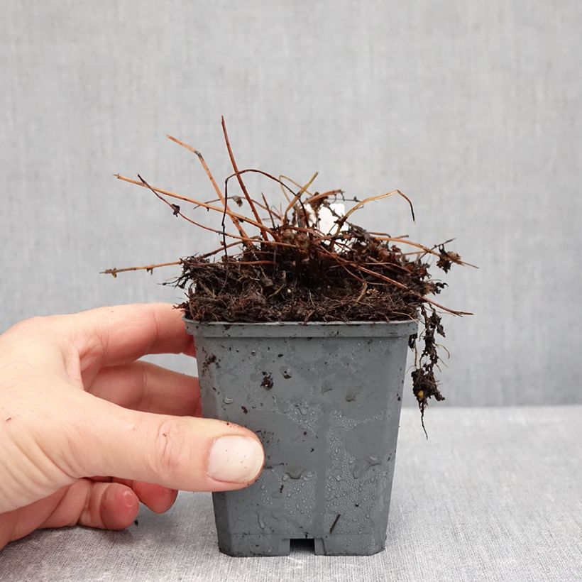 Spécimen de Athyrium filix-femina Frizelliae - Fougère femelle Godet de 8/9 cm tel que livré en automne