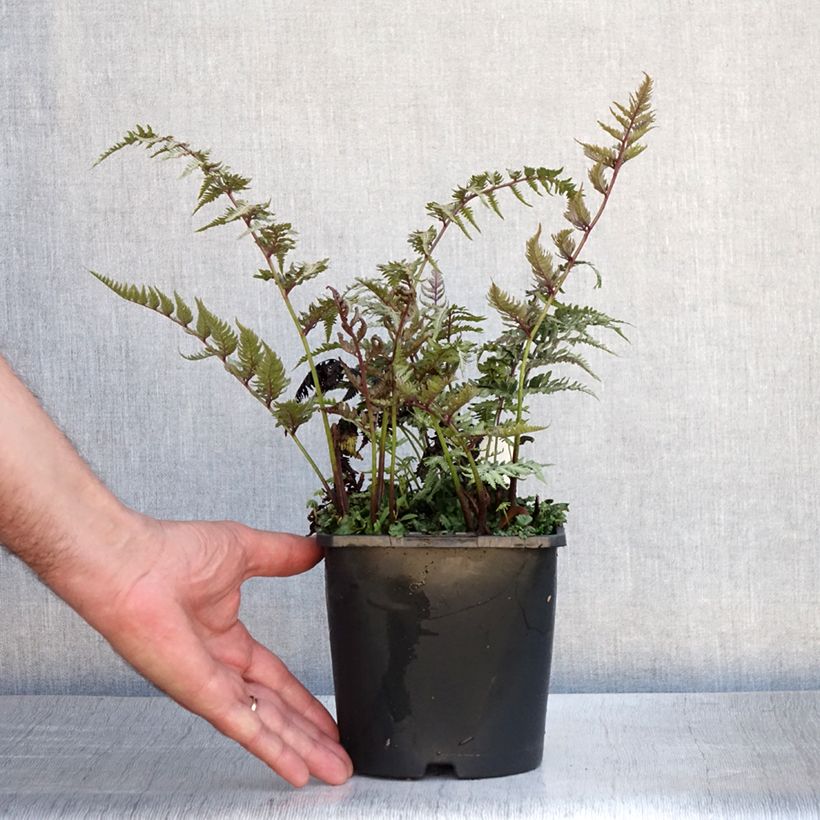 Spécimen de Athyrium niponicum pictum Metallicum - Fougère femelle japonaise Pot de 2L/3L tel que livré en été