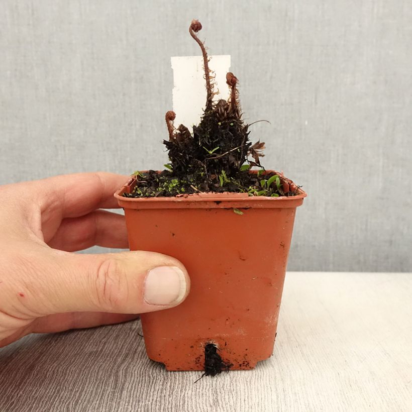 Spécimen de Athyrium otophorum var. okanum - Fougère femelle du Japon Godet de 8/9 cm tel que livré au printemps