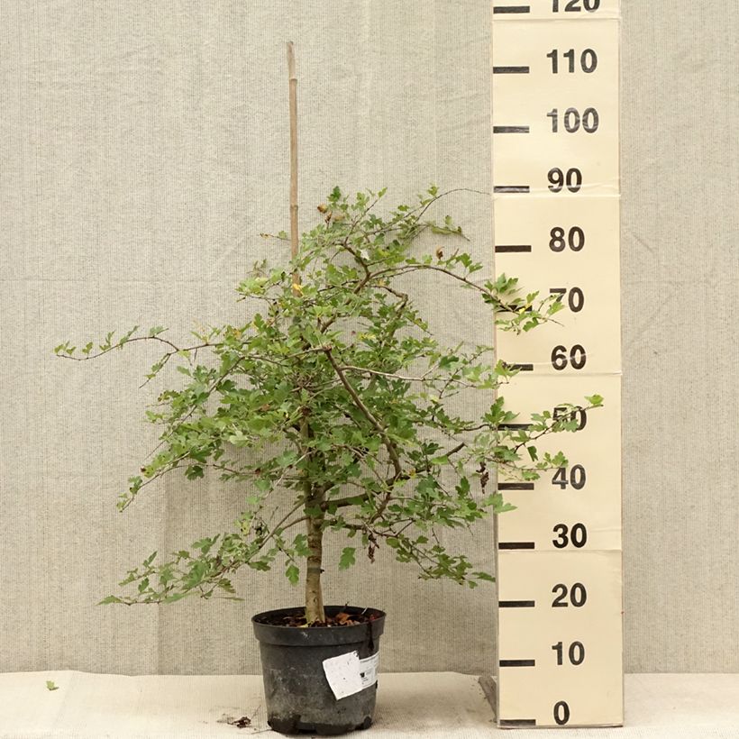 Spécimen de Aubépine - Crataegus monogyna Xanthocarpa Pot de 3L/4L tel que livré en été