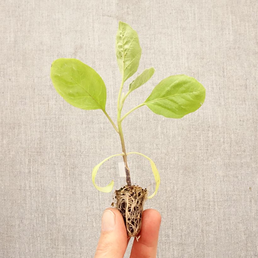 Spécimen de Aubergine Bonica F1 en plants GREFFES - BIO Mini-motte Ø 1,5/2,5 cm tel que livré au printemps