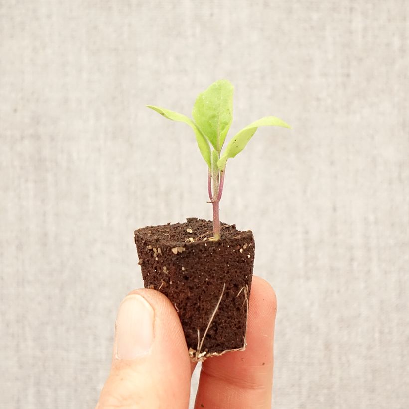 Spécimen de Aubergine Patio Baby F1 en plant Mini-motte Ø 3/4 cm tel que livré au printemps