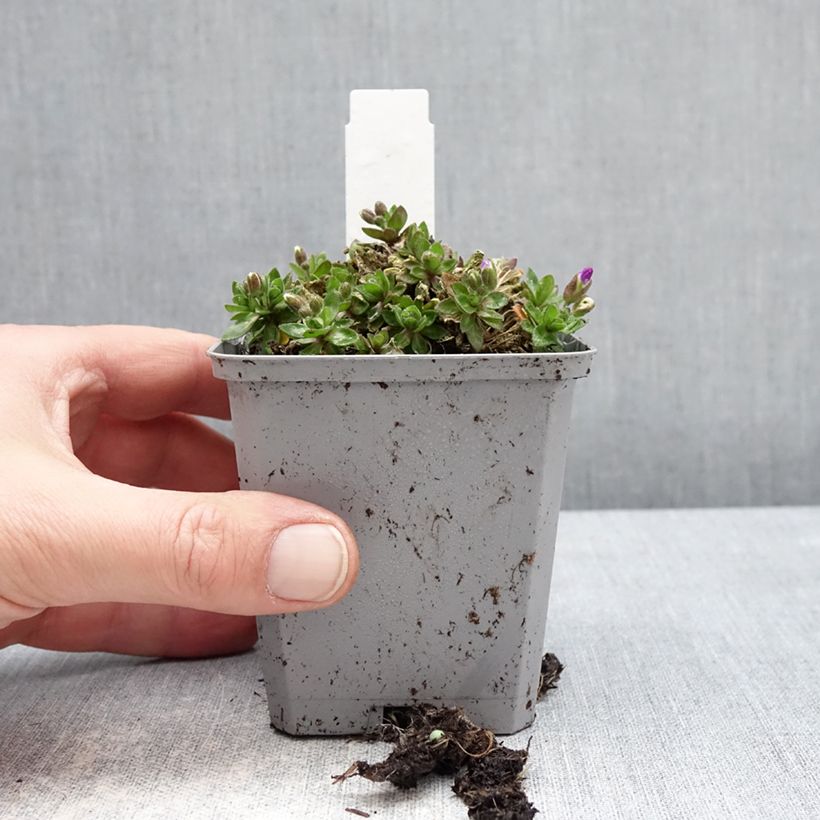 Example of Aubriete Kitte® Bleu (Blue)  - Aubrieta x gracilis Godet de 8/9 cm as you get in hiver