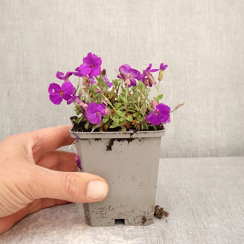 Spécimen de Aubriete Kitte® Bleu (Blue)  - Aubrieta x gracilis Godet de 8/9 cm tel que livré au printemps