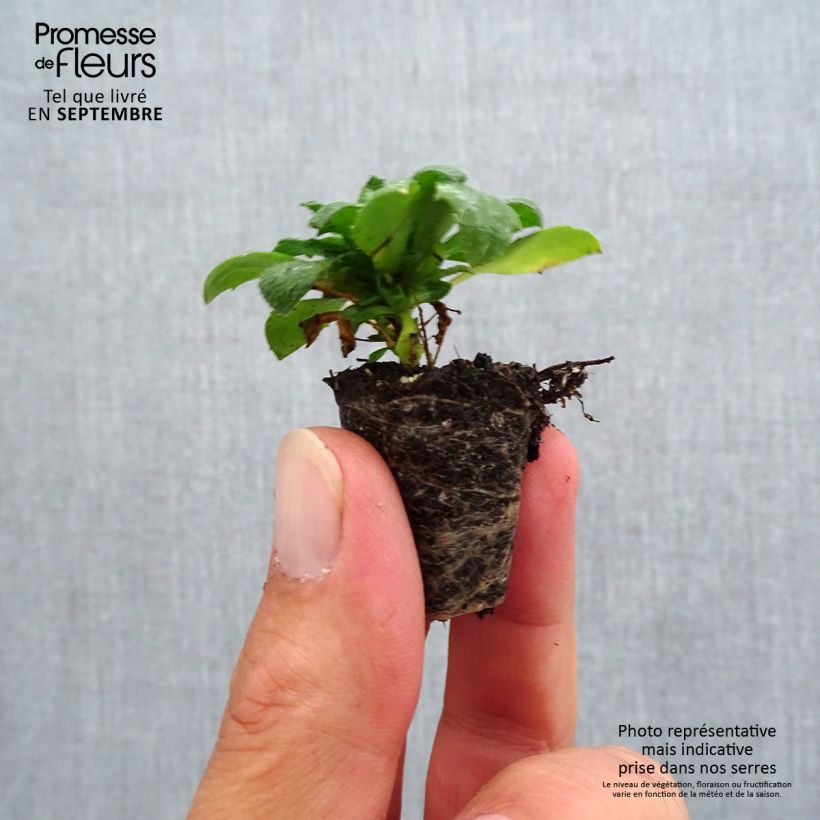 Example of Aubriete Kitte® Bleu (Blue)  - Aubrieta x gracilis Mini-motte Ø 3/4 cm as you get in automne