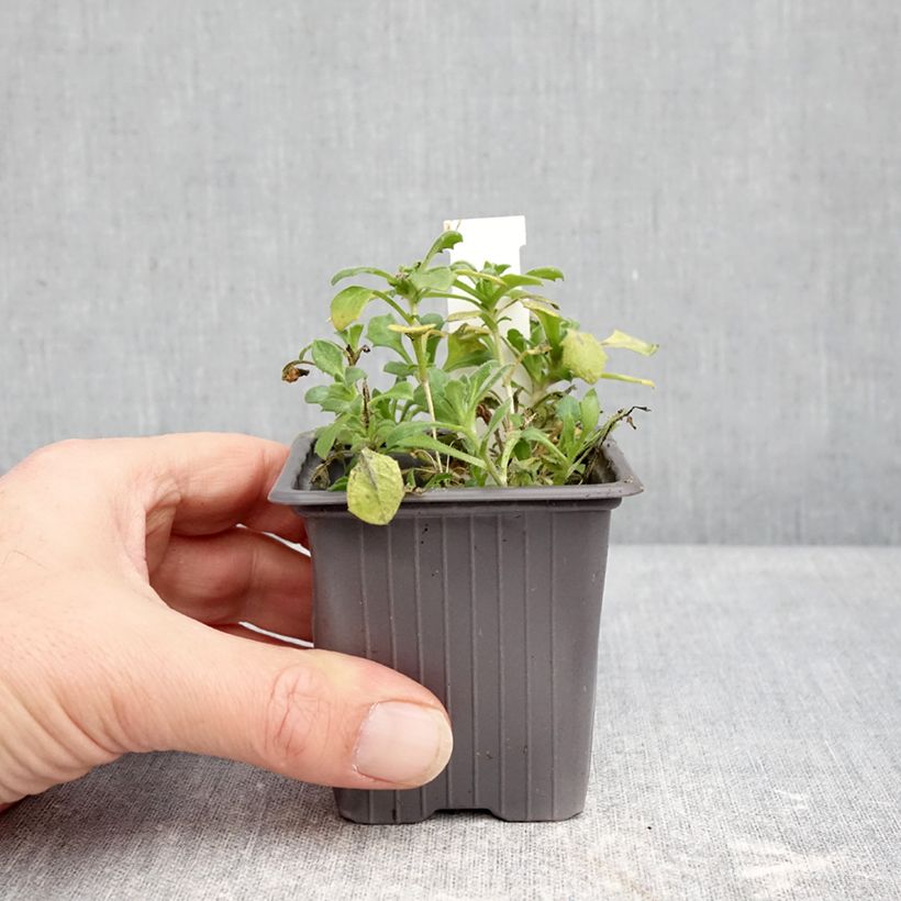 Spécimen de Aubriète Pixie Pearls - Aubrieta cultorum Godet de 8/9 cm tel que livré en hiver