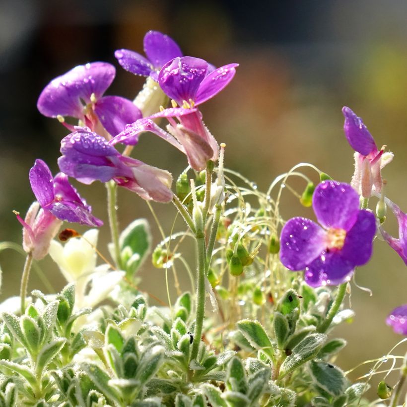Aubriète Silberrand - Aubrieta (Floraison)