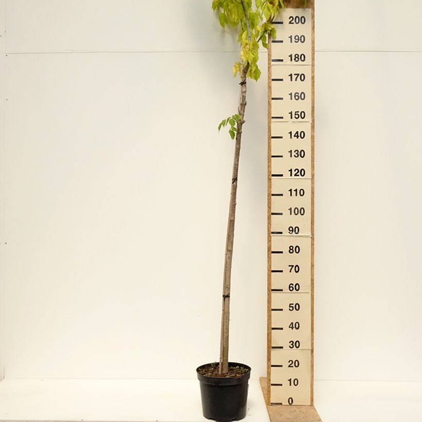 Spécimen de Aulne blanc - Alnus incana Monstrosa Pot de 12L/15L tel que livré au printemps