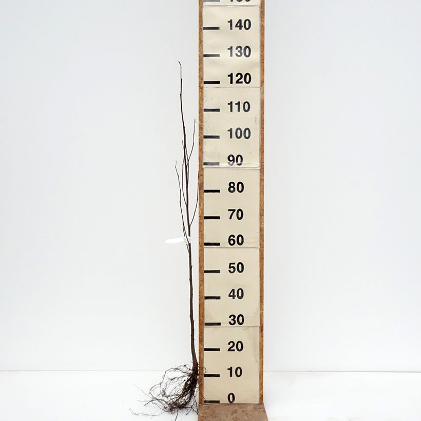 Spécimen de Aulne blanc - Alnus incana Racines nues tel que livré en hiver