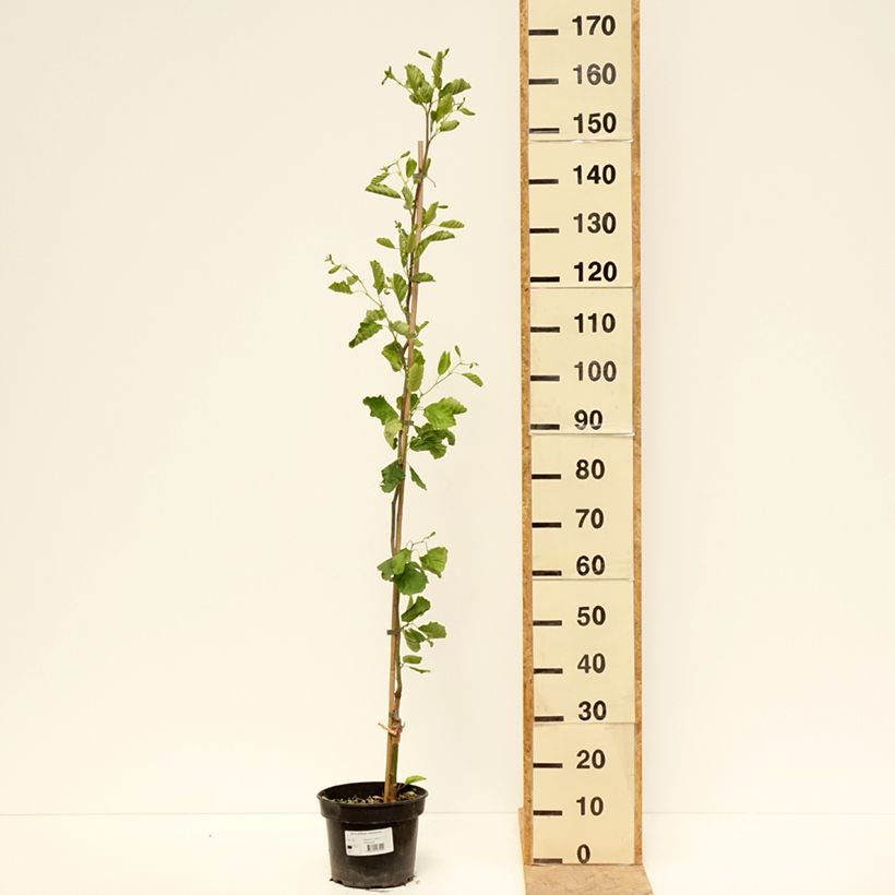 Spécimen de Aulne glutineux - Alnus glutinosa Greenwood Pot de 4L/5L tel que livré au printemps