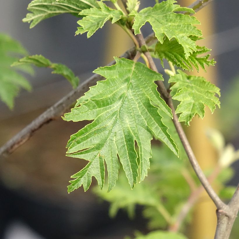 Aulne glutineux - Alnus glutinosa Laciniata (Feuillage)