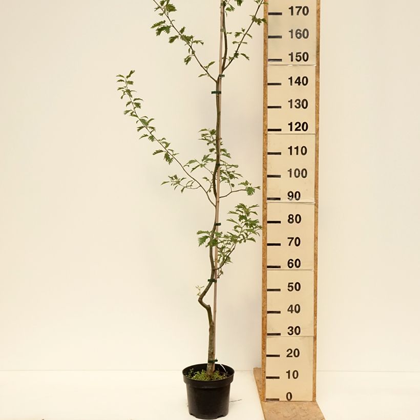 Spécimen de Aulne glutineux - Alnus glutinosa Laciniata Pot de 3L/4L tel que livré au printemps