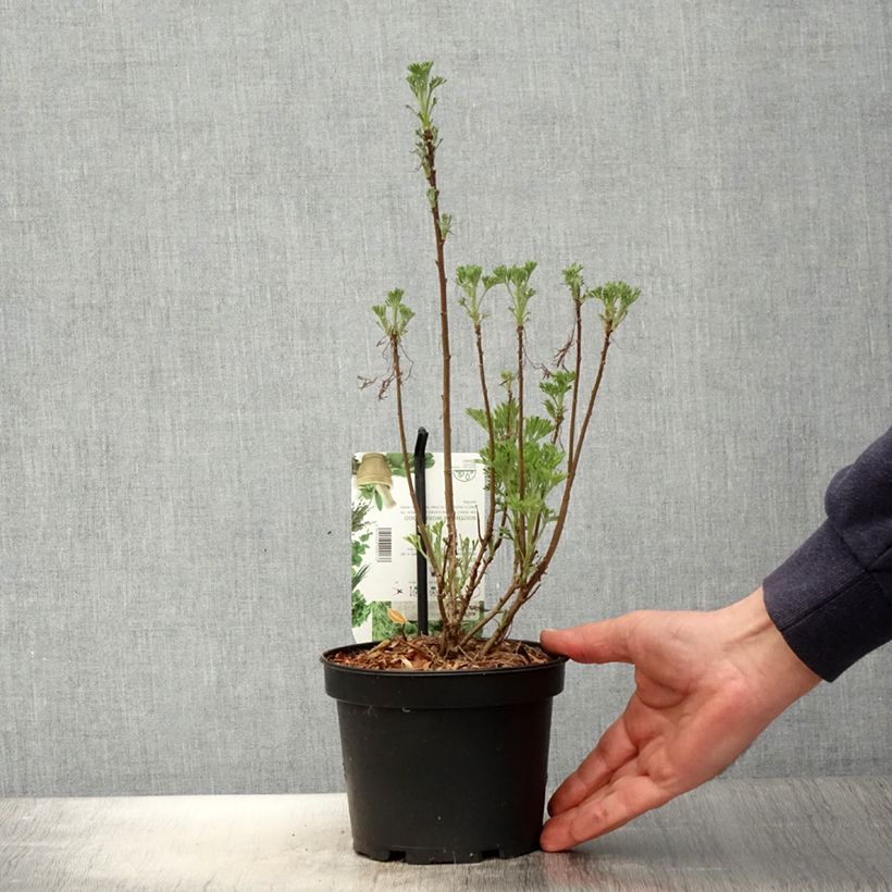 Spécimen de Aurone - Artemisia abrotanum Pot de 1,5L/2L tel que livré au printemps