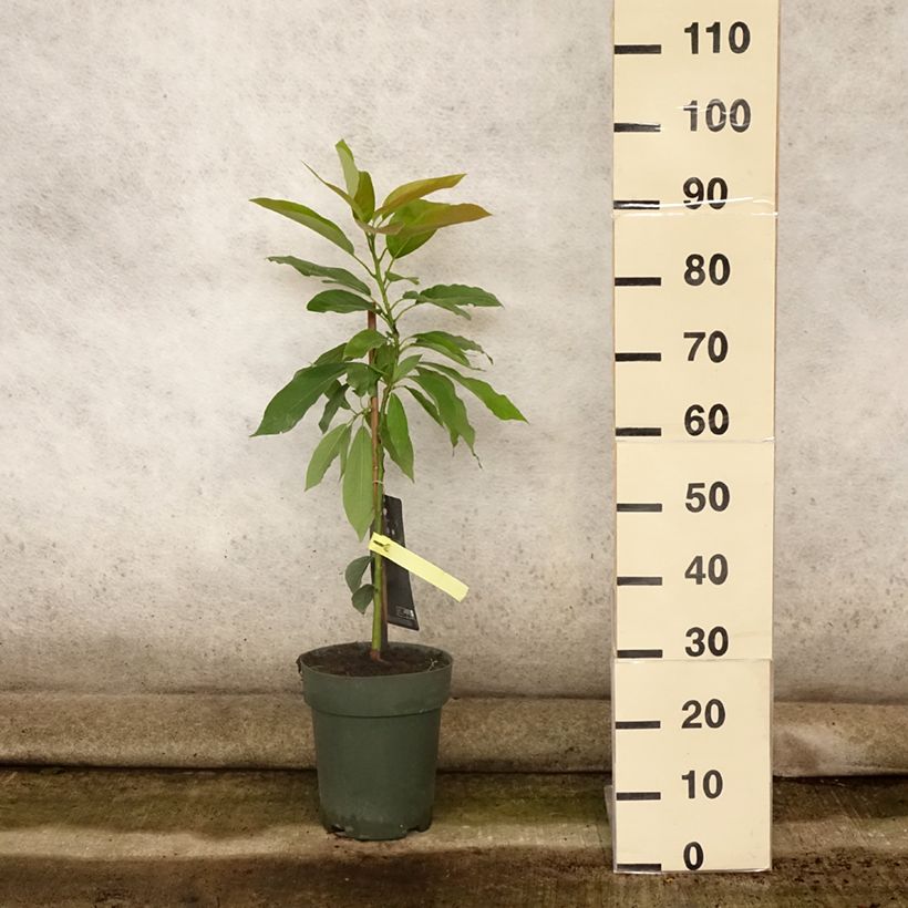 Example of Avocat Bacon - Avocatier - Persea americana Pot de 6L/7L as you get in ete