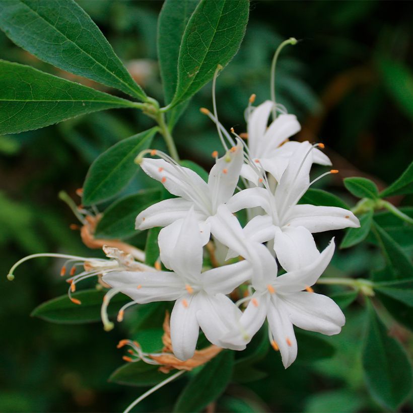Azalée caduque - Azalea canescens (Floraison)